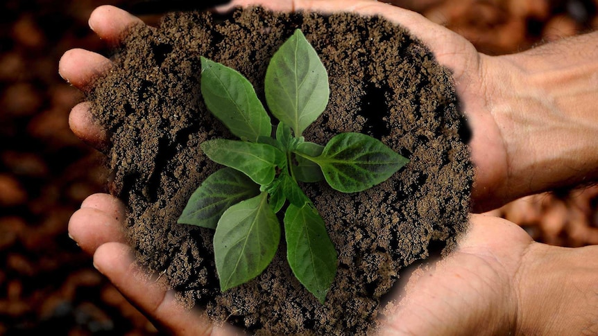 A close-up of two hands cupping soil with a seedling growing out of it.