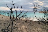 A close up blackened branch with the beach in the background