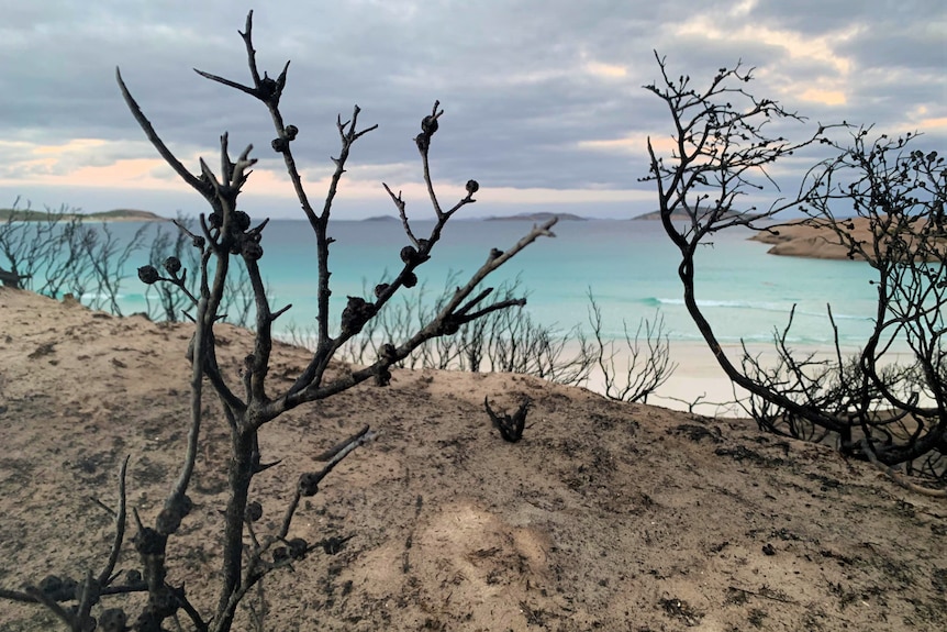 A close up blackened branch with the beach in the background