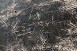 A hawk flies over a large swathe of burned forest, with patches of green among burned tree trunks and exposed ground.