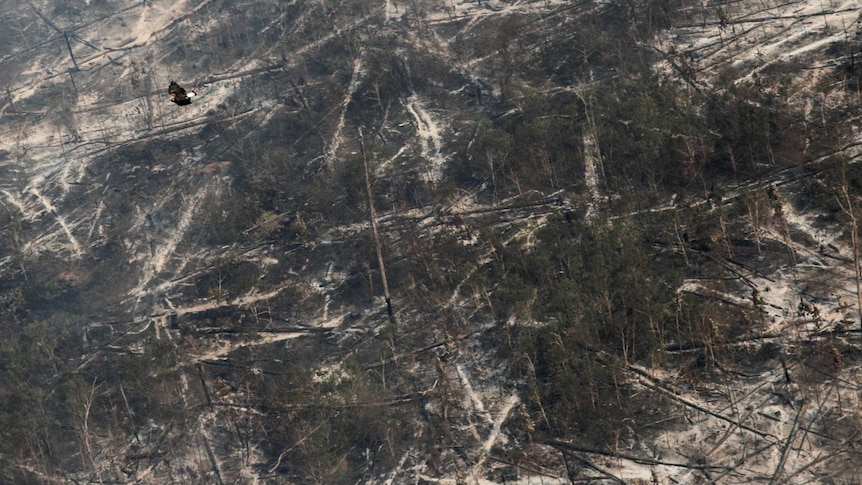 A hawk flies over a large swathe of burned forest, with patches of green among burned tree trunks and exposed ground.