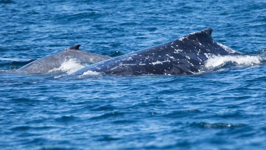 A humpback mother and calf can just be seen out of the water.