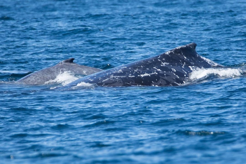 A humpback mother and calf can just be seen out of the water.