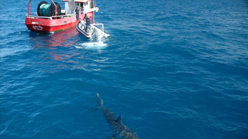 Shark fishing boundaries fight - file photo