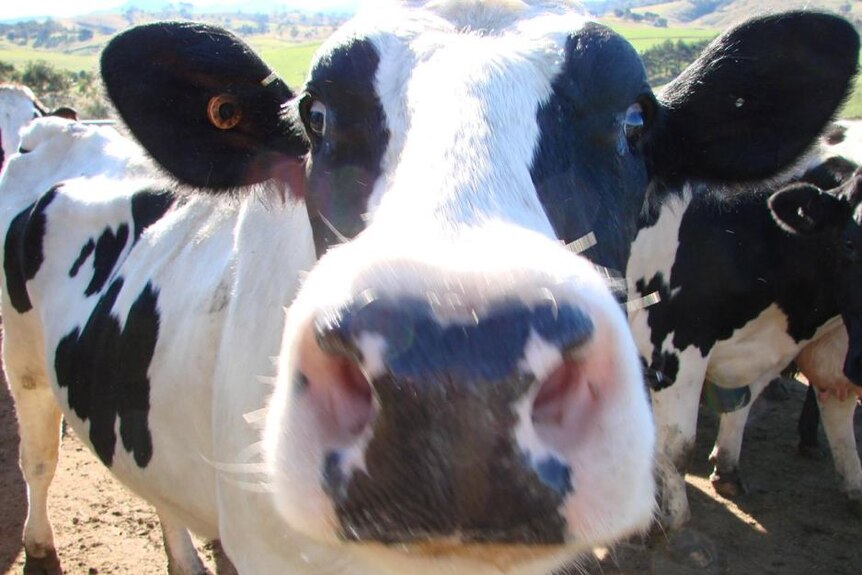 A close-up picture of a dairy cow staring at the camera