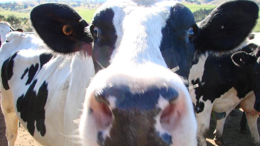 A dairy cow in a field.