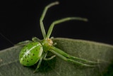 a bright green spider on a leaf