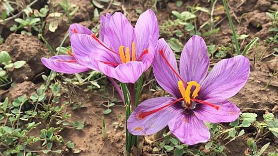 Close up of a saffron plant in flower in a field.
