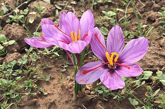 Close up of a saffron plant in flower in a field.