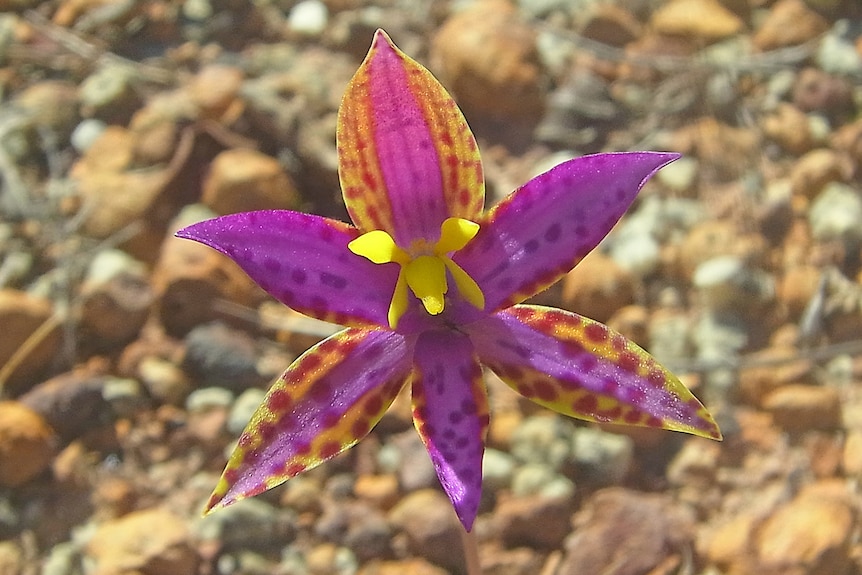 The Eastern Queen of Sheba orchid looks delicate, but is extremely hardy.