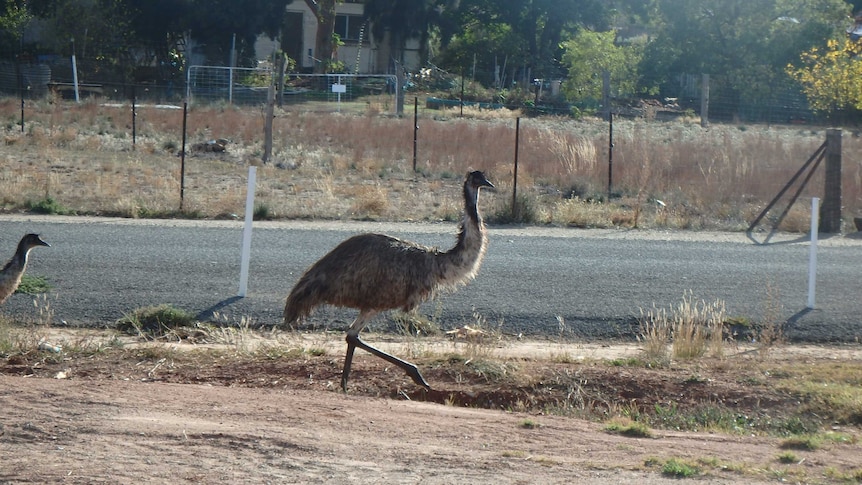 An emu walks alongside a road in Peterborough.