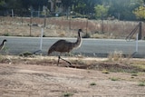 An emu walks alongside a road in Peterborough.