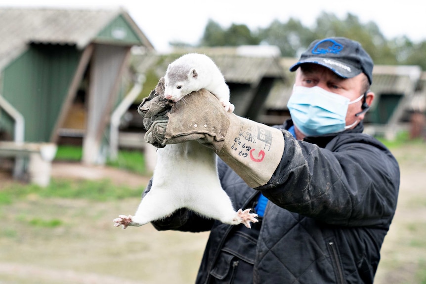 Man wearing face mask holds up white mink.