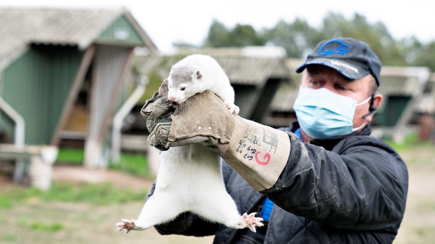 Man wearing face mask holds up white mink.