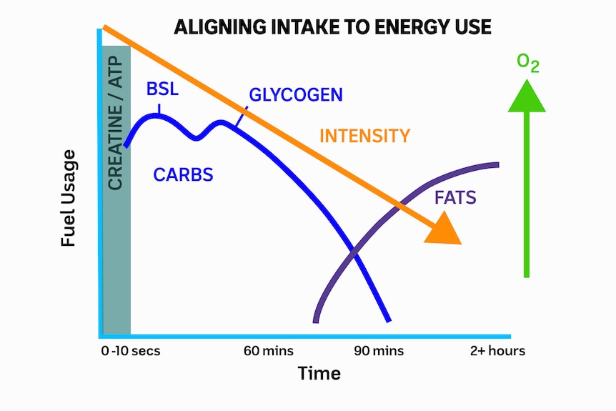 A diagram which shows how carbs, glycogen and fats are used as time goes by.