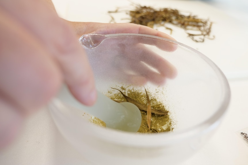 A mortar and pestle ground up powder from a plant