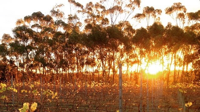 Rows of grape vines with a sun rising in the background