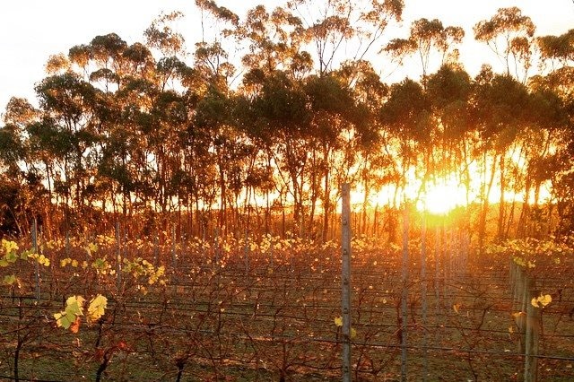 Rows of grape vines with a sun rising in the background