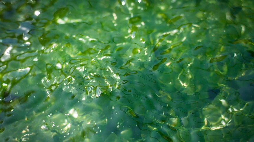 A green variety of seaweed at the Bribie Island research facility.