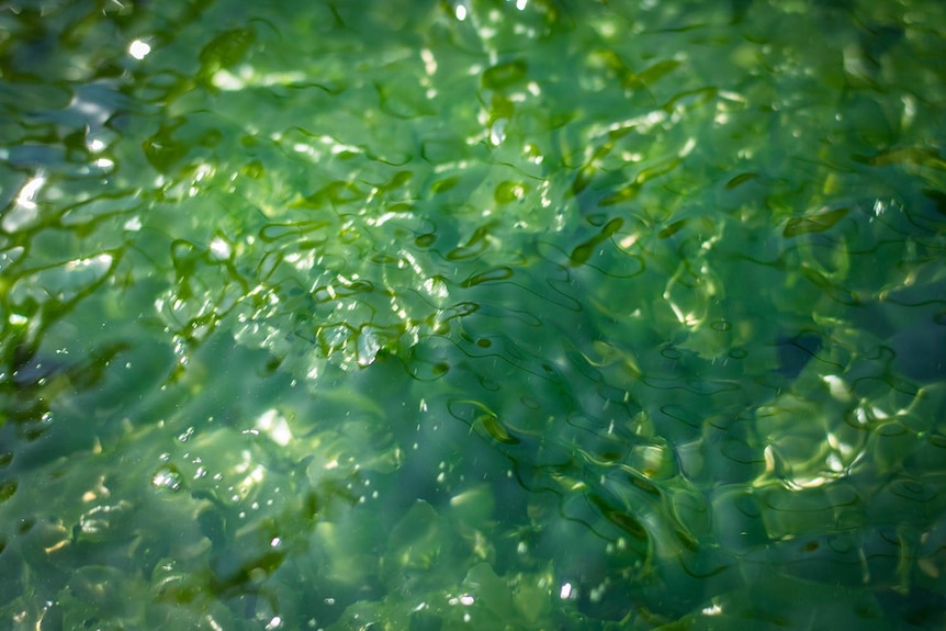 A green variety of seaweed at the Bribie Island research facility.