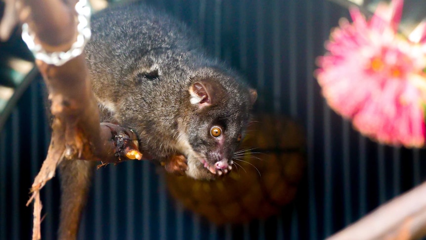 A Western Ringtail Possum hands from a branch with flowers in the foreground.