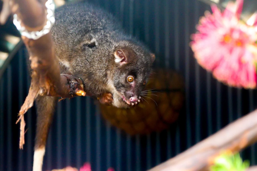 A Western Ringtail Possum hands from a branch with flowers in the foreground.
