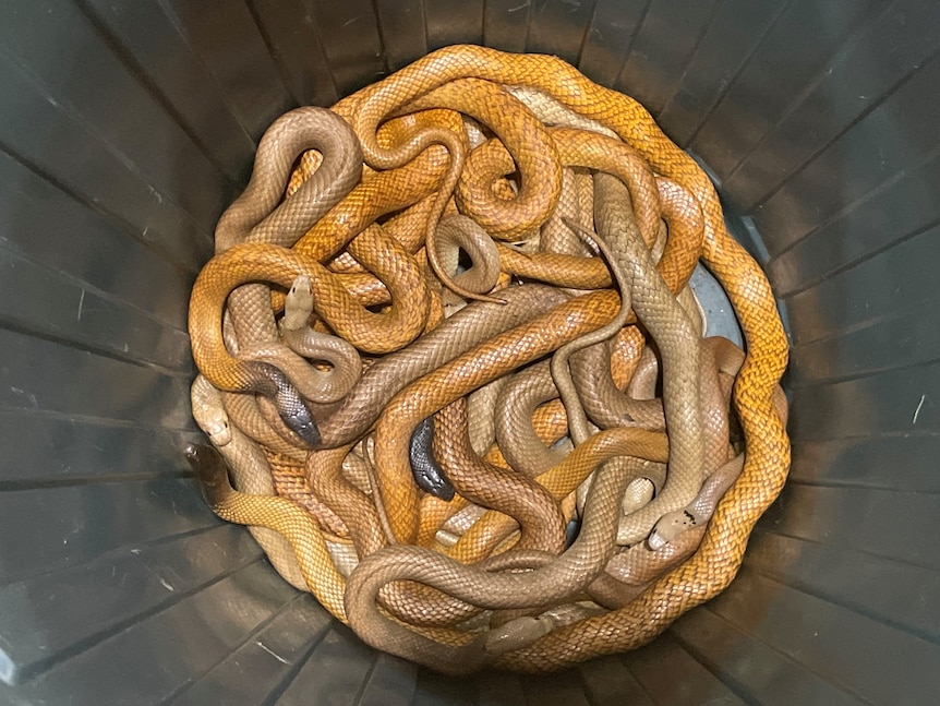 Eight western brown snakes all caught in one day in late 2022