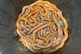 Eight western brown snakes all caught in one day in late 2022