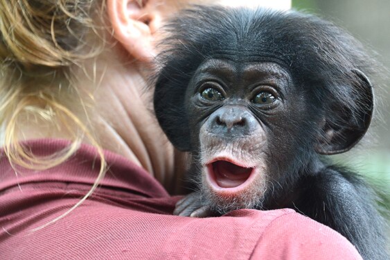 Keeva baby chimp