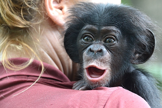 Keeva baby chimp