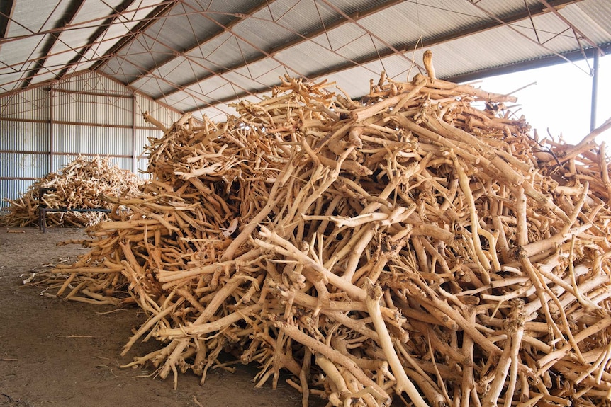 Piles of sandalwood in a shed