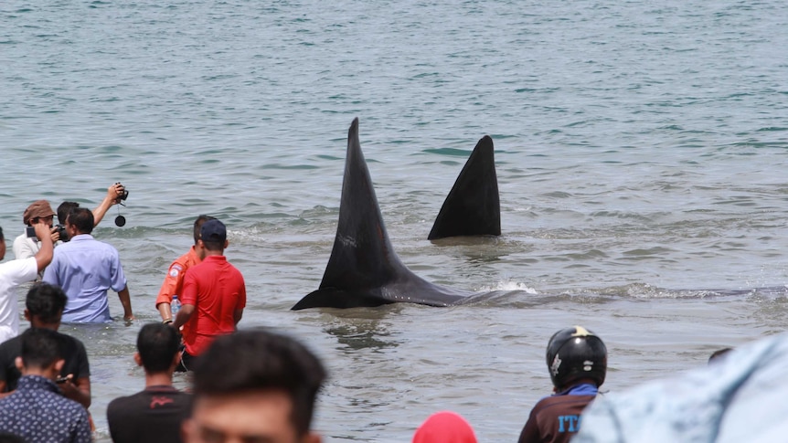 Dorsal fins of 2 sperm whales in the water with people nearby helping to rescue them and others taking photos.