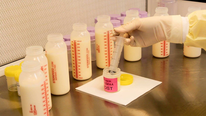 Breast milk being processed in a laboratory at the Royal Brisbane and Women's Hospital.