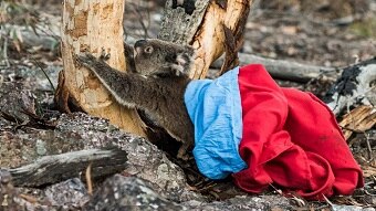 Small koala jumps out of a bag to climb the trunk of a eucalypt tree