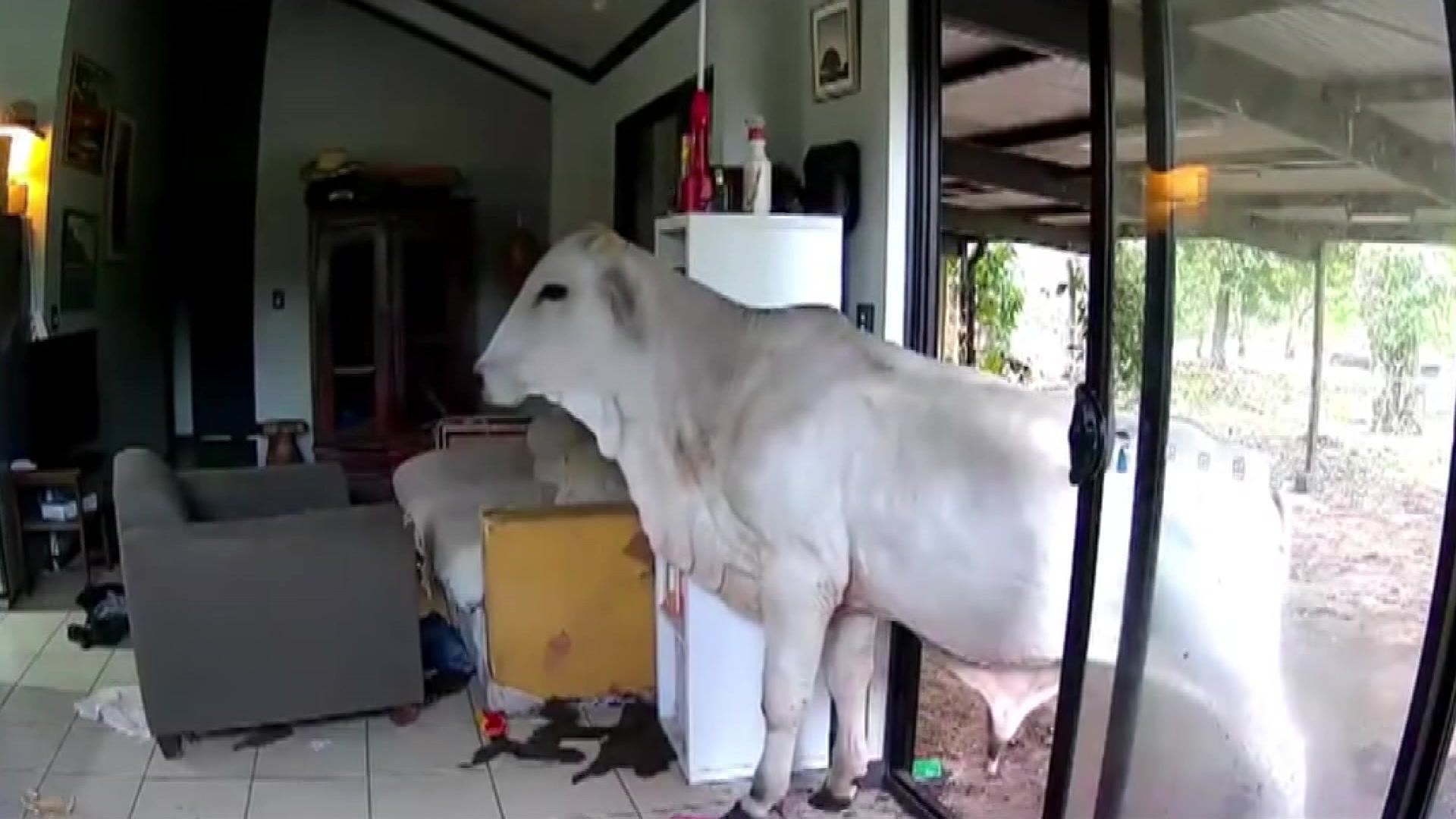 Pet cam captures bull and horse sneaking into home of NT politician Andrew Mackay