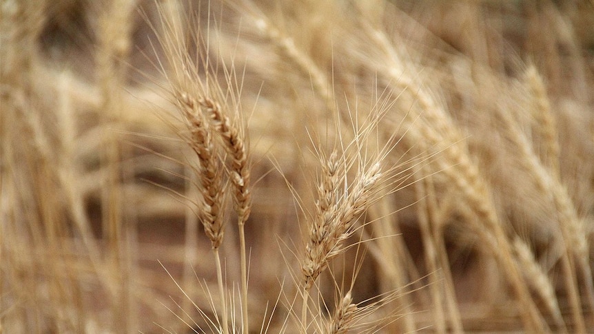 Wheat harvest 2012