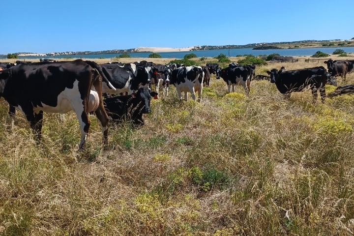 Mr Dodd's black and white Hereford dairy cows overlooking the Murray Mouth at Lake Albert. 