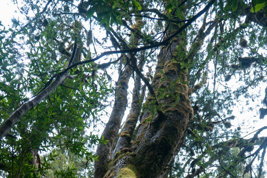 Huon pine tree