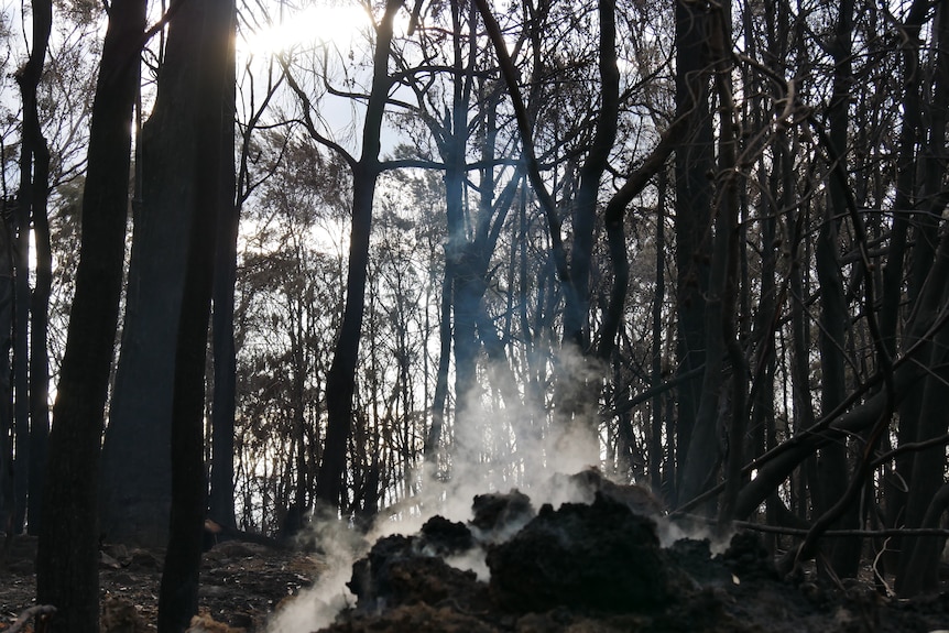 smoke lifting in a burnt landscape