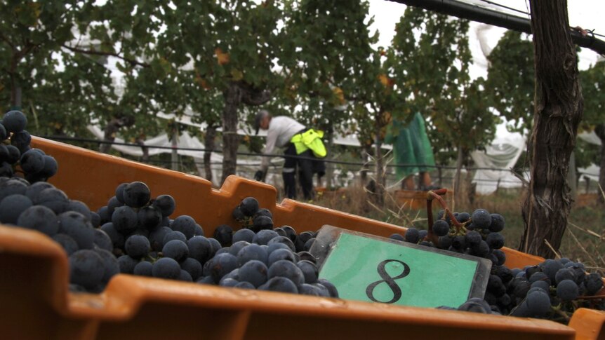 A tub of cabernet grapes in a vineyard with a picker working in the background