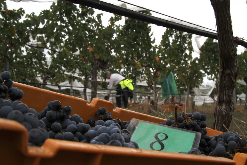 A tub of cabernet grapes in a vineyard with a picker working in the background