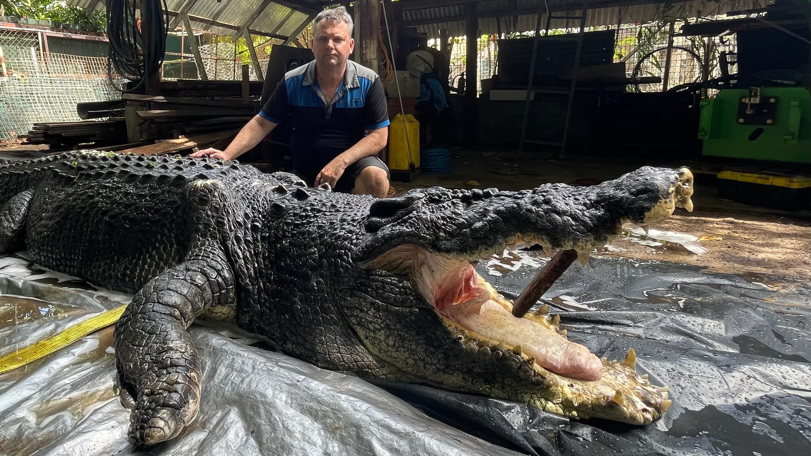 Un hombre se agacha detrás de un cocodrilo cuya boca se abre con un trozo de madera