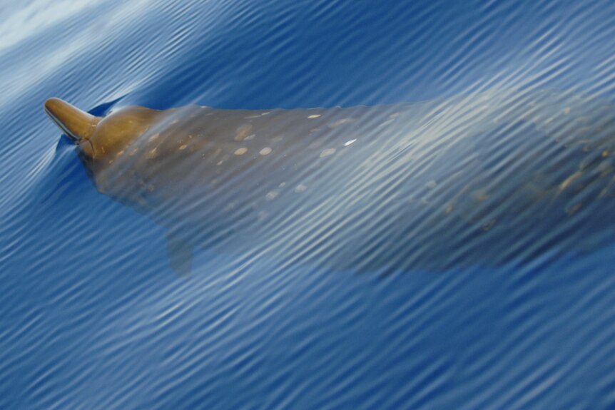 A beaked whale swims near the surface of the sea.