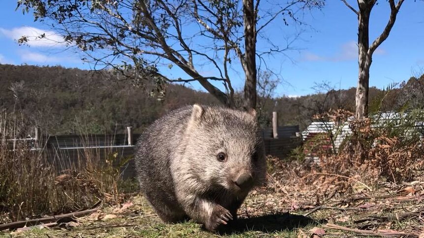 Rescued wombat wandering in a field.