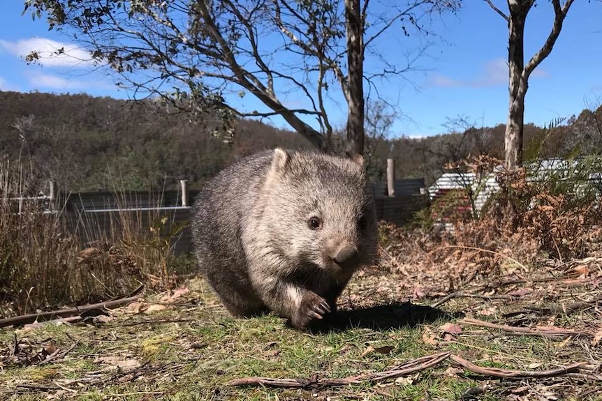 Rescued wombat wandering in a field.