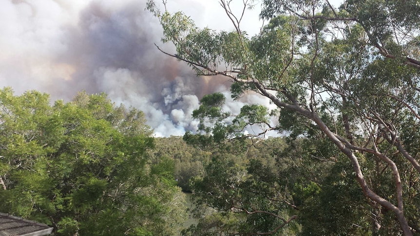 Smoke billowing above trees near Sydney