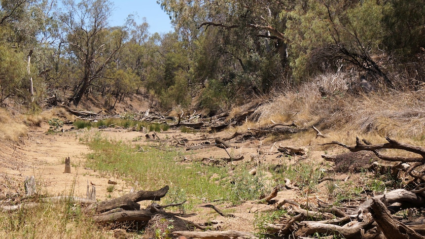 A dry river bed in the Murray Darling Basin.