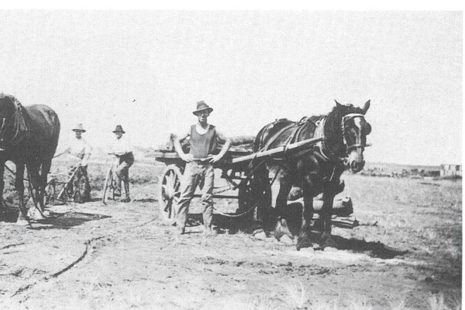 A black and white photo showing men ploughing farmland with draught horses.