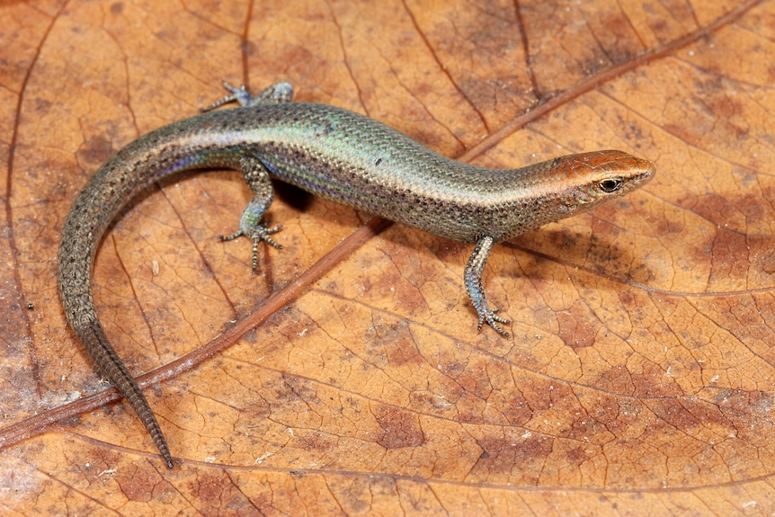 A skink on a leaf.