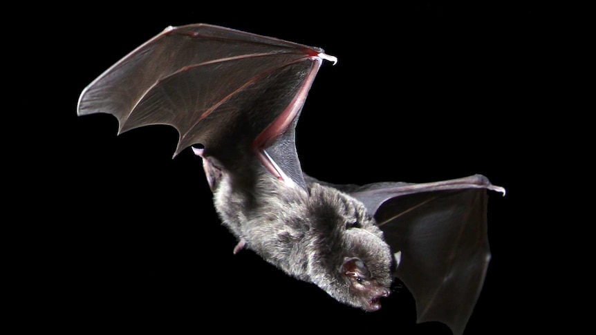 A southern bent-wing bat at Naracoorte